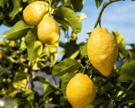 Mediterranea Tossa *