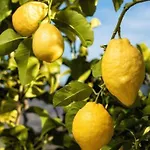 Mediterranea Tossa *