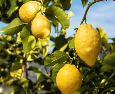 Mediterranea Tossa *